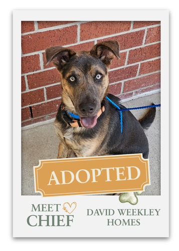Meet The Pets at Grange!