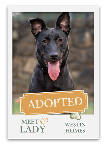 Meet The Pets at Grange!