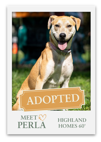 Meet The Pets at Grange!