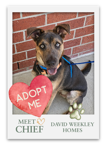 Meet The Pets at Grange!