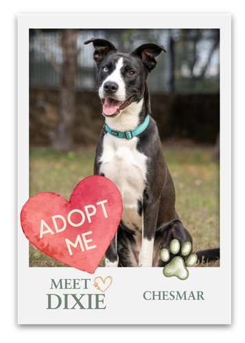 Meet The Pets at Grange!