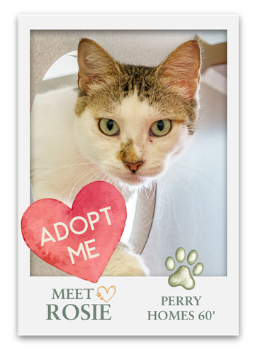 Meet The Pets at Grange!