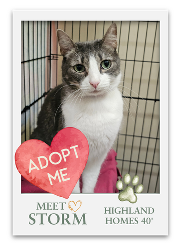 Meet The Pets at Grange!