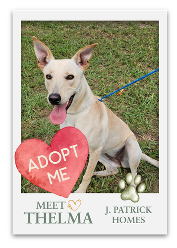 Meet The Pets at Grange!
